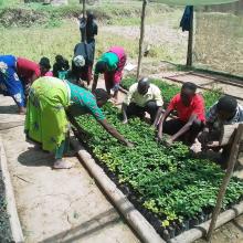 community members working on their tree nursery bed 
