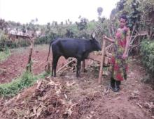 Mrs.Patience standing at her cow she bought using loan from TCP Global
